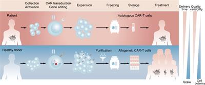Strategies for overcoming bottlenecks in allogeneic CAR-T cell therapy